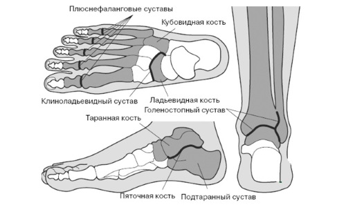 Строение стопы